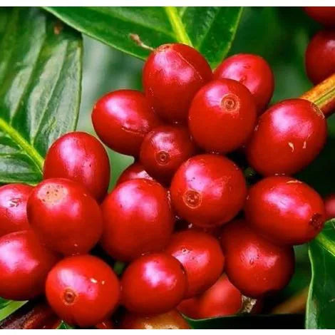 Colombian Coffee Beans